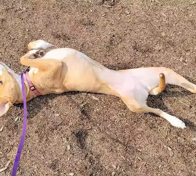 Large Dog Park at Park Township Park - Holland, MI