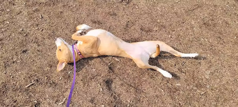 Large Dog Park at Park Township Park - Holland, MI