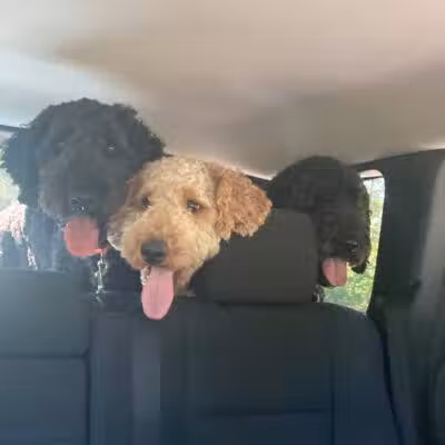 Large Dog Park at Quincy Park - Holland, MI