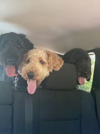 Large Dog Park at Quincy Park - Holland, MI