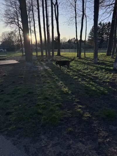 Large Dog Park at Quincy Park - Holland, MI