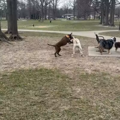 Large Dog Park at Quincy Park - Holland, MI