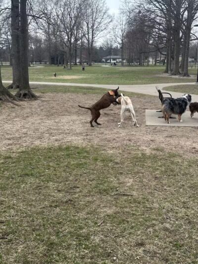 Large Dog Park at Quincy Park - Holland, MI