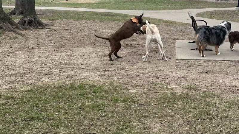 Large Dog Park at Quincy Park - Holland, MI