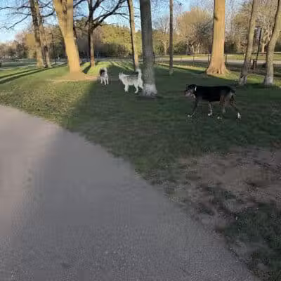 Large Dog Park at Quincy Park - Holland, MI