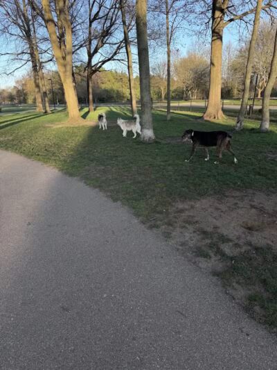 Large Dog Park at Quincy Park - Holland, MI