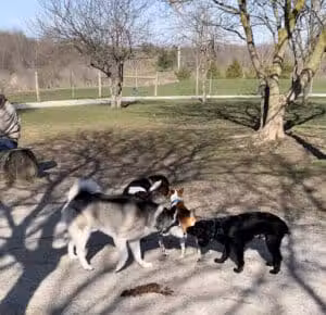 Dog Park at Van Raalte Farm Park - Holland, MI