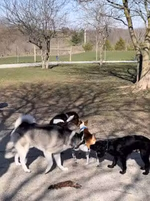 Dog Park at Van Raalte Farm Park - Holland, MI