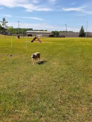 Large Dog Park at Park Township Park - Holland, MI