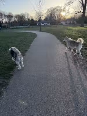 Large Dog Park at Quincy Park - Holland, MI
