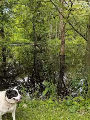 Paw Paw Park (West) - Holland,