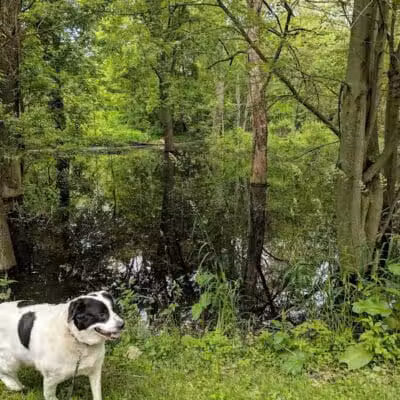 Paw Paw Park (West) - Holland,