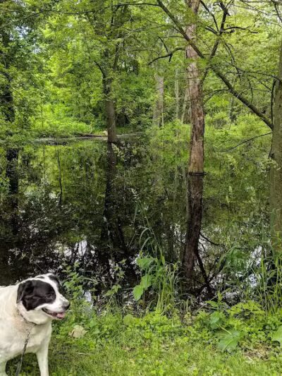 Paw Paw Park (West) - Holland,