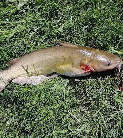 Paw Paw Park (West) - Holland,