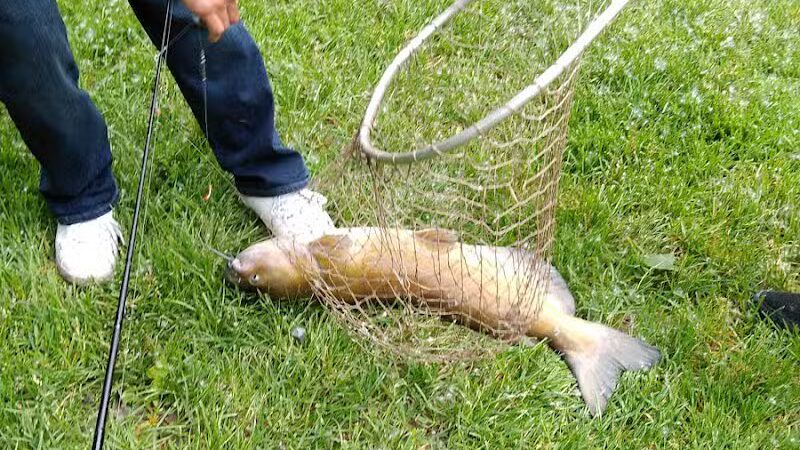 Paw Paw Park (West) - Holland,