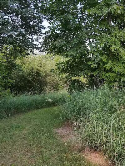 Dearborn Park - Holly,