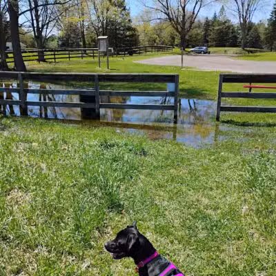 Dearborn Park - Holly,
