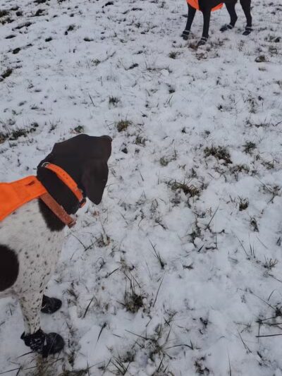 Dearborn Park - Holly,