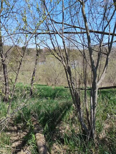 Dearborn Park - Holly,