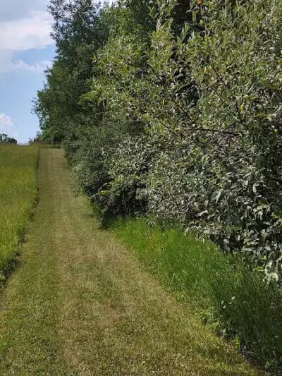Dearborn Park - Holly,