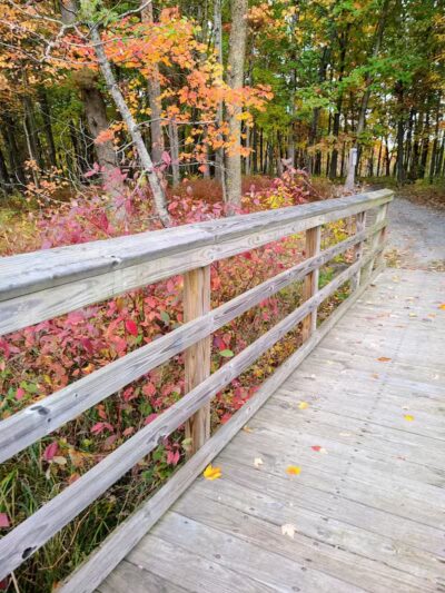 Highland Oaks County Park - Holly,