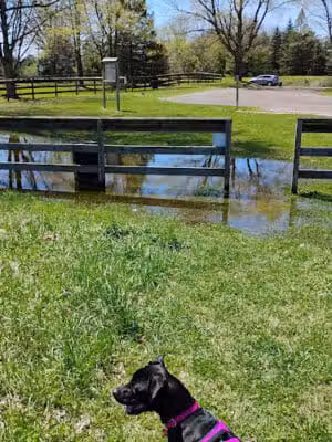 Dearborn Park - Holly,