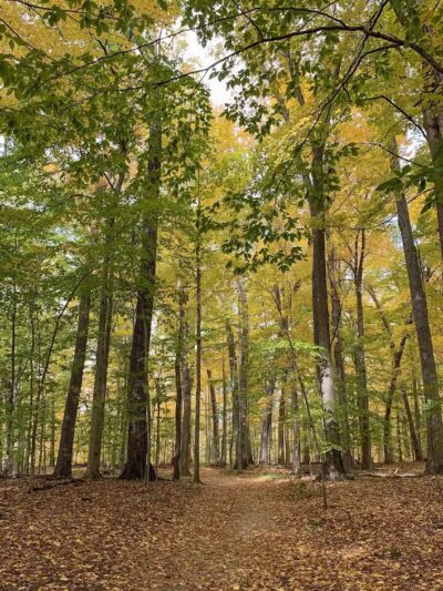 Burchfield Park - Holt,