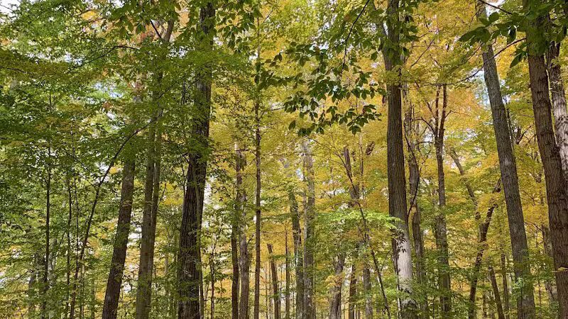 Burchfield Park - Holt,