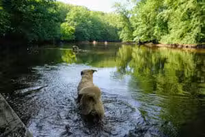 Burchfield Park - Holt,