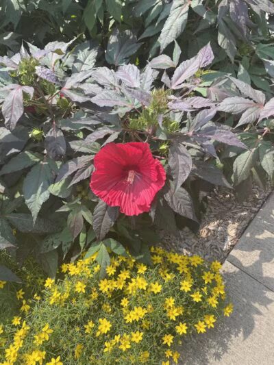 Valhalla Park - Holt,