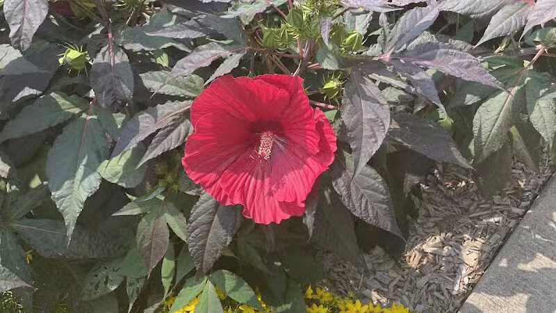 Valhalla Park - Holt,