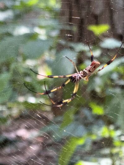 Boardwalk Loop Trail - Hopkins, SC