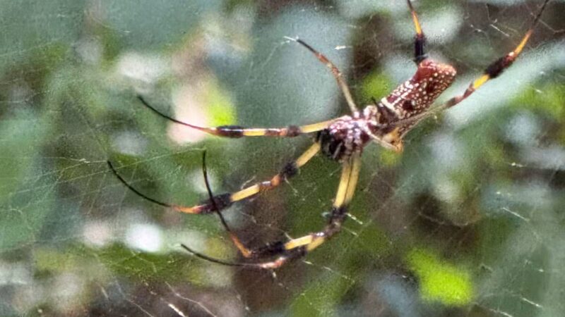 Boardwalk Loop Trail - Hopkins, SC