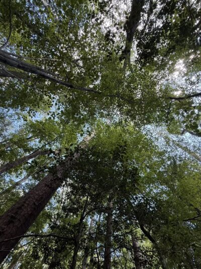 Boardwalk Loop Trail - Hopkins, SC