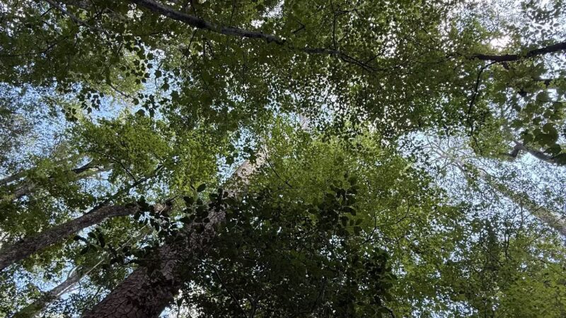 Boardwalk Loop Trail - Hopkins, SC