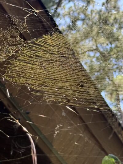 Boardwalk Loop Trail - Hopkins, SC
