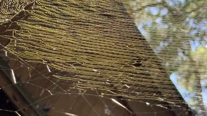 Boardwalk Loop Trail - Hopkins, SC