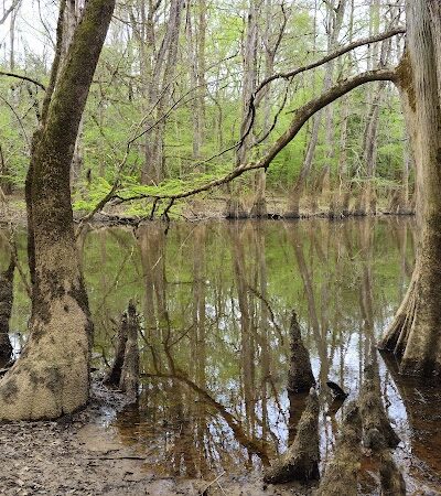 Boardwalk Loop Trail - Hopkins, SC