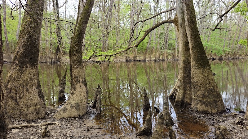 Boardwalk Loop Trail - Hopkins, SC