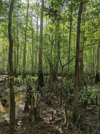 Boardwalk Loop Trail - Hopkins, SC