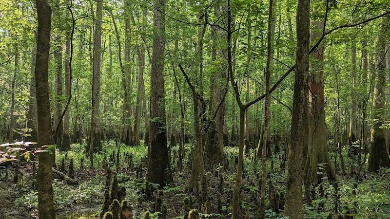 Boardwalk Loop Trail - Hopkins, SC