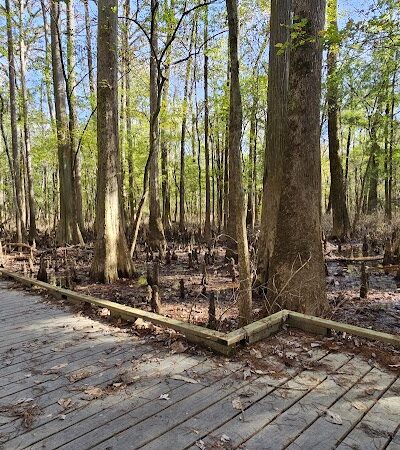 Boardwalk Loop Trail - Hopkins, SC