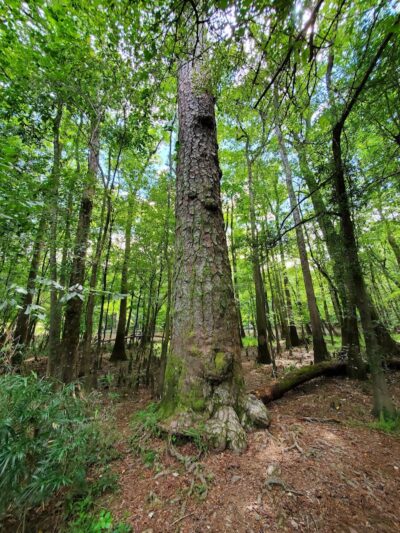 Boardwalk Loop Trail - Hopkins, SC