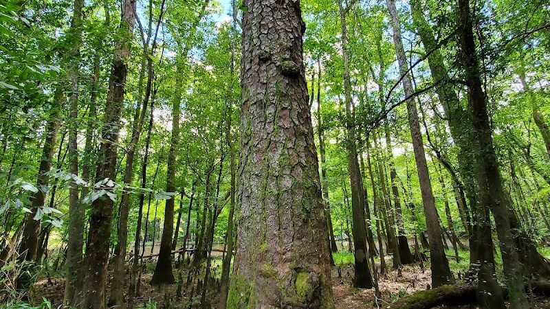 Boardwalk Loop Trail - Hopkins, SC