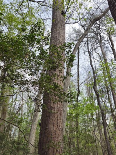 Boardwalk Loop Trail - Hopkins, SC