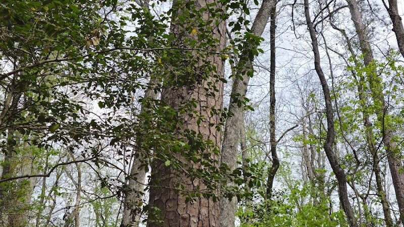 Boardwalk Loop Trail - Hopkins, SC