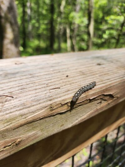 Boardwalk Loop Trail - Hopkins, SC