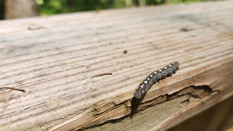 Boardwalk Loop Trail - Hopkins, SC