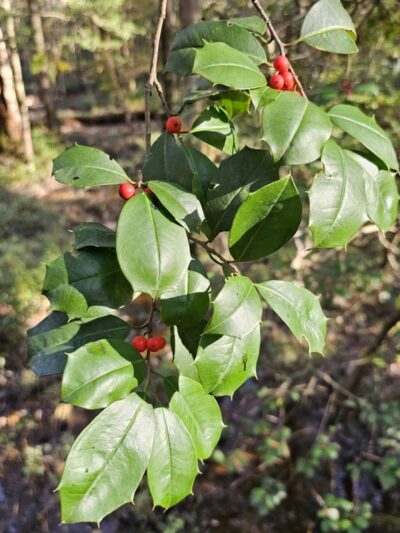 Boardwalk Loop Trail - Hopkins, SC
