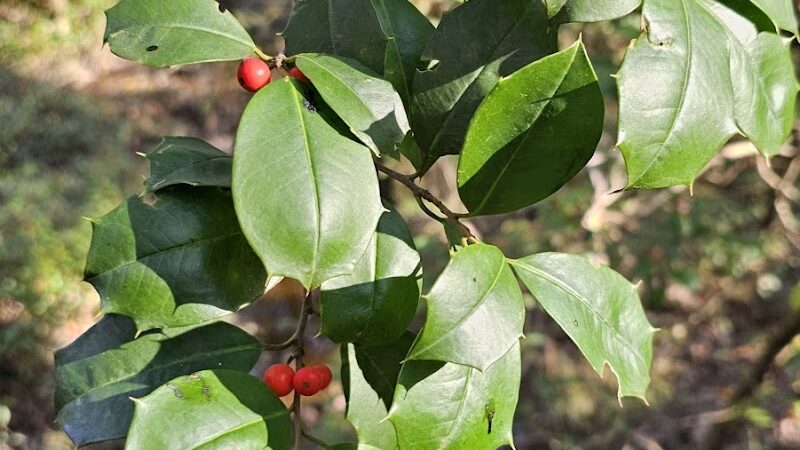 Boardwalk Loop Trail - Hopkins, SC